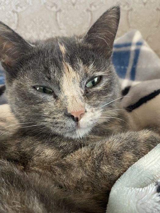 Пропала кошка, северо-западный жилой район.