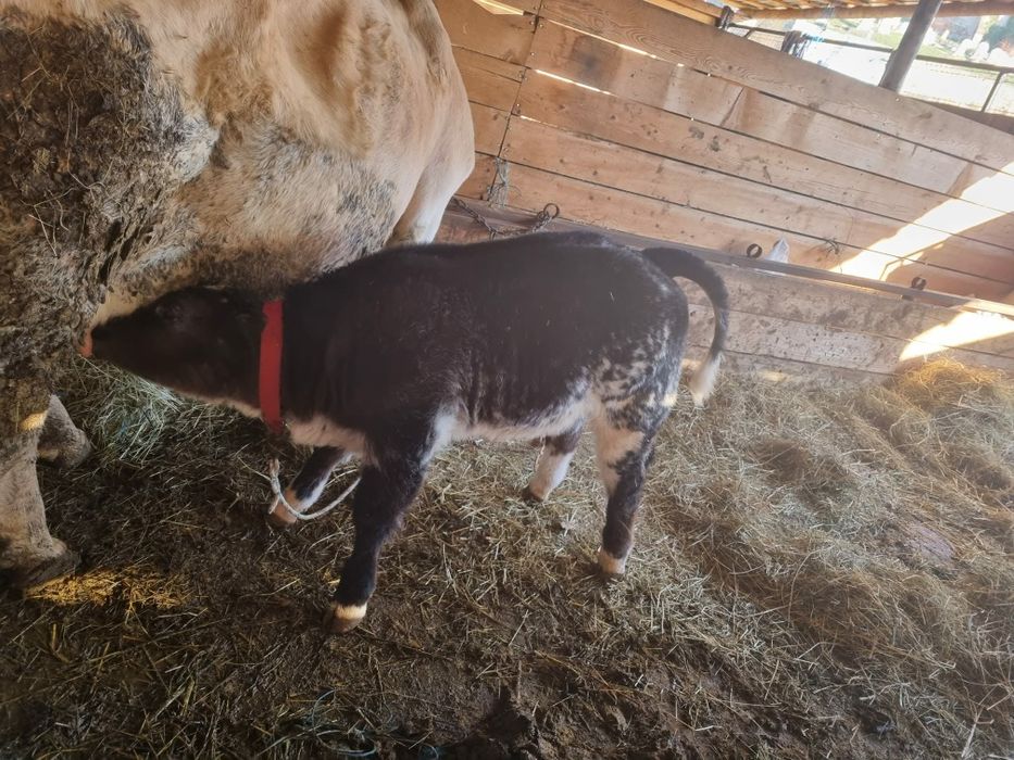 Vand vaca cu vitel albastru belgian