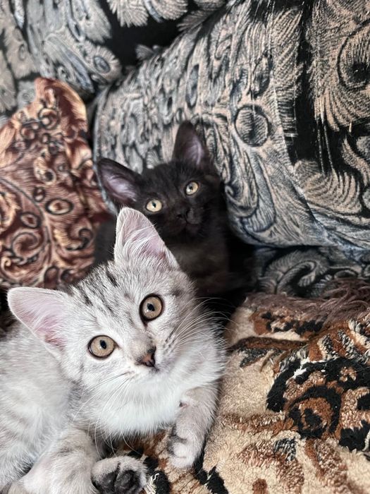 Отдам котят в добрые руки