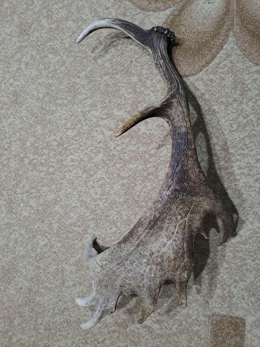 Един рог от лопатар