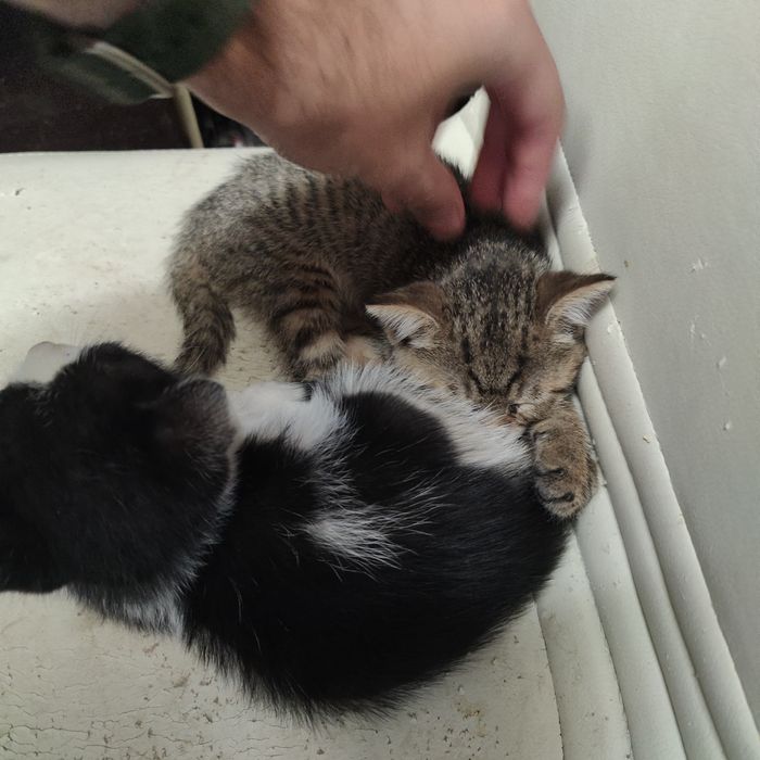 Adoptie pui de pisica
