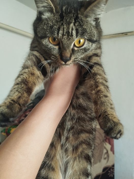 Игривое котята,мышеловый