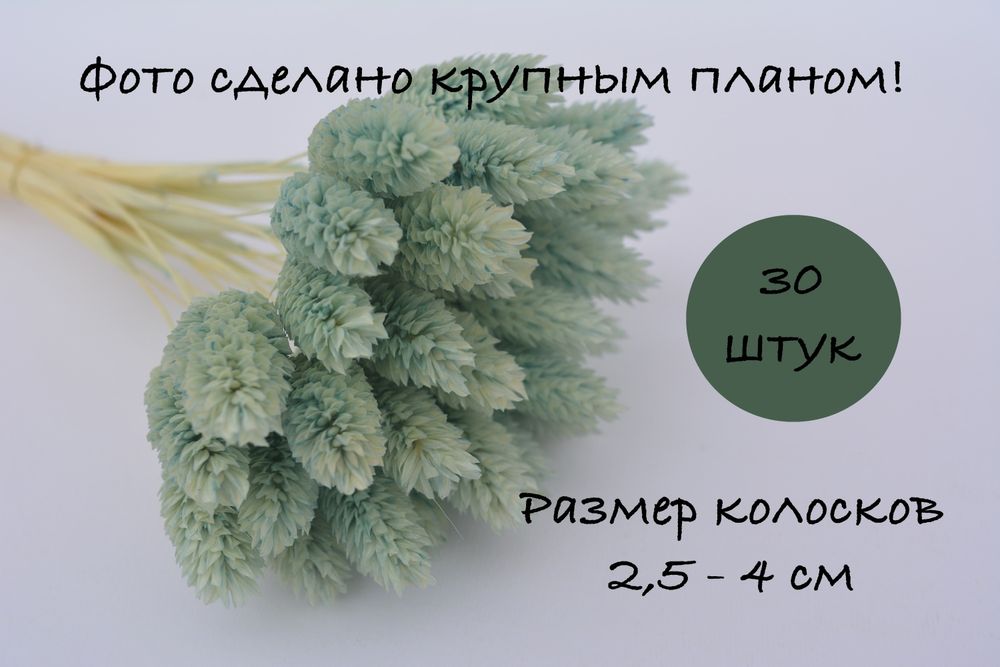 Сухоцветы. Цветы для дома.