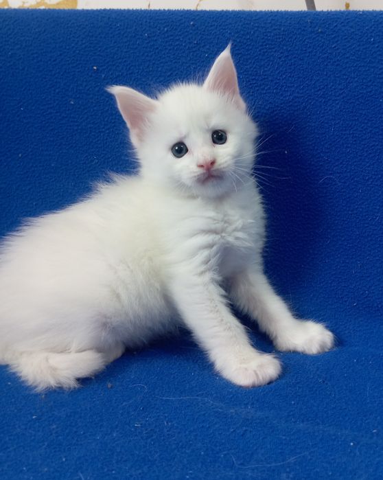 Котята породы Мейн Кун