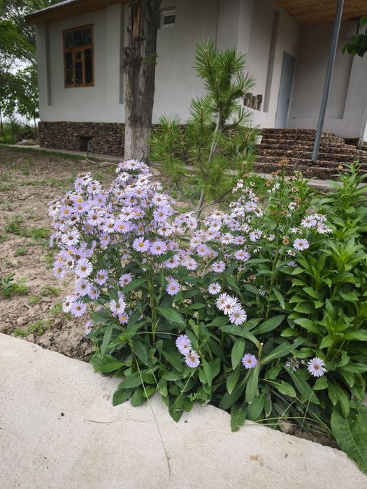 Продается дача в Кангли (Юкори-Чирчикский район)!
