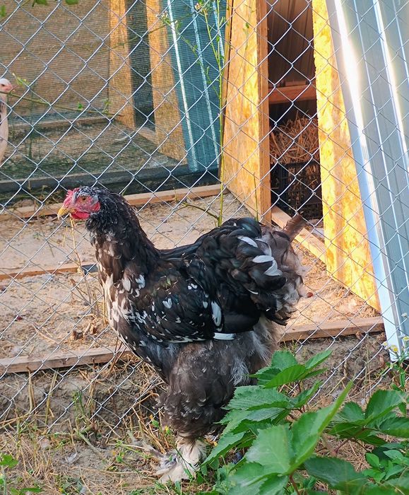 Cocoși Cochinchina, disponibili .
