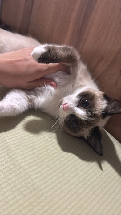 Ищу кошечке нового хозяина