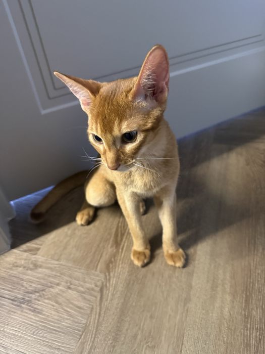 Абиссинский котенок