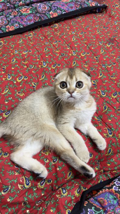 Scottish Fold Golden Shaded