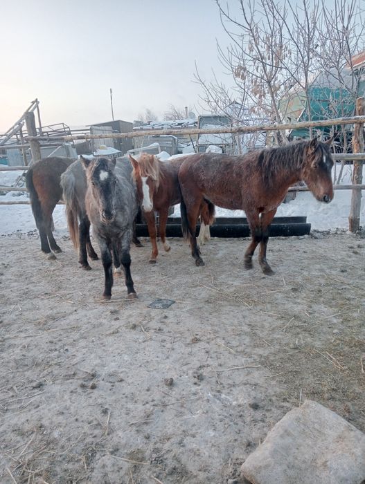 Продам тай с откорма