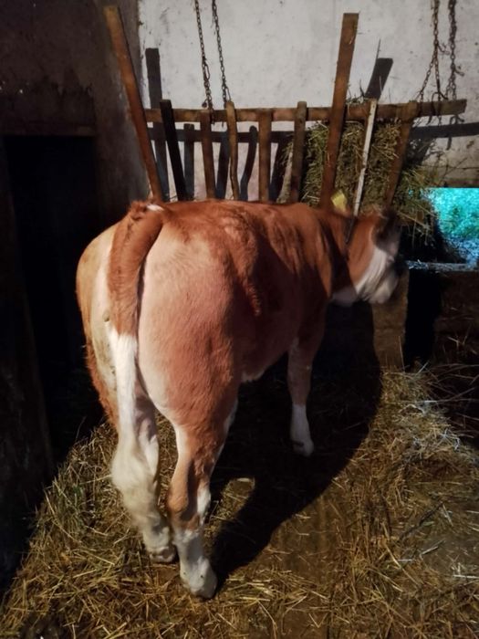 Vând vițea, bună de ținut