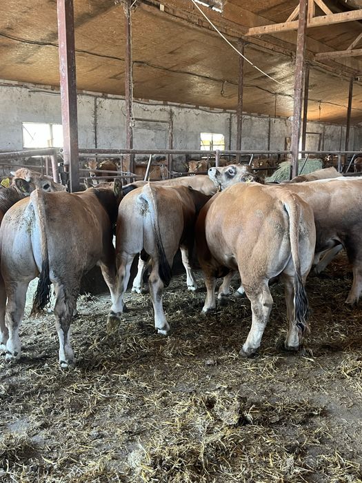 Vant tauri / vitei de carne  Aubrac