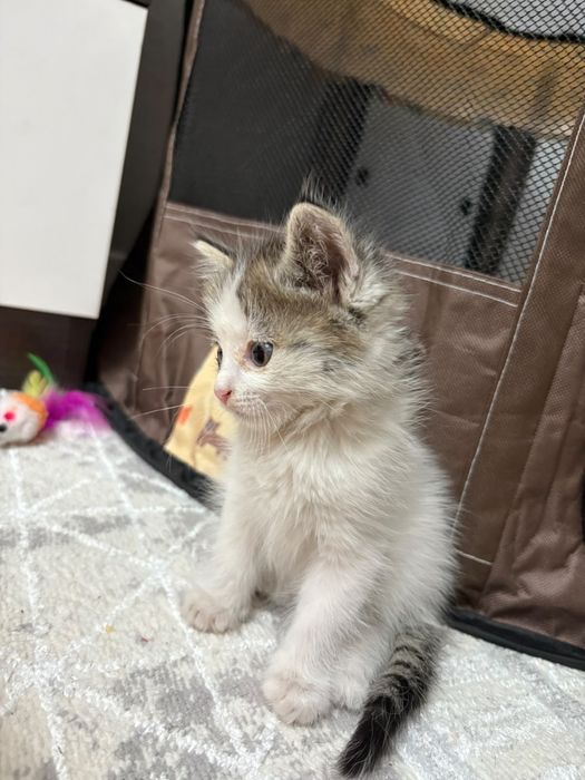 Отдам котят девочка и мальчик