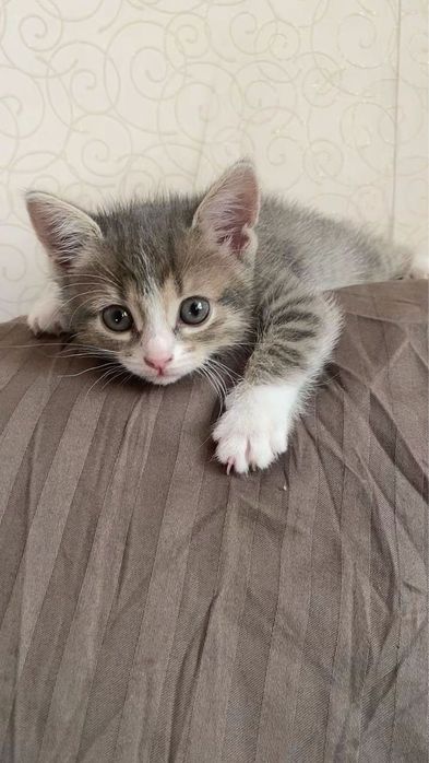 Отдам котят в добрые руки