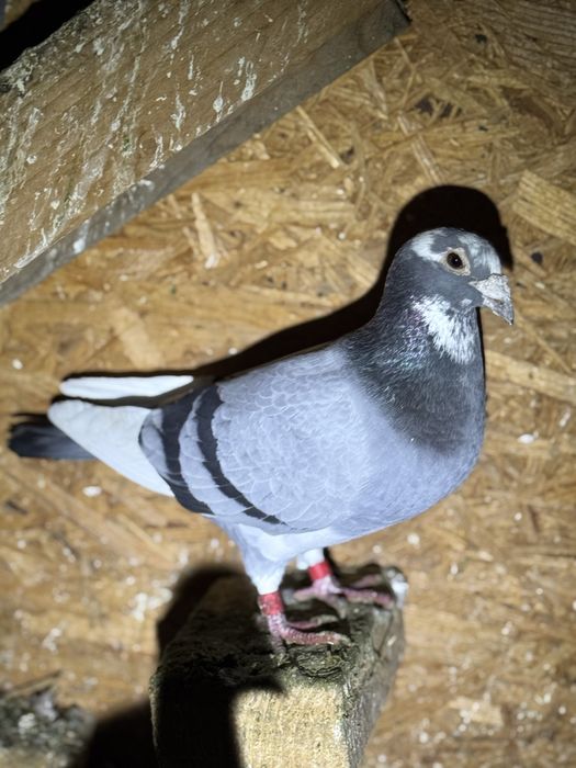 Vand porumbei voiajori