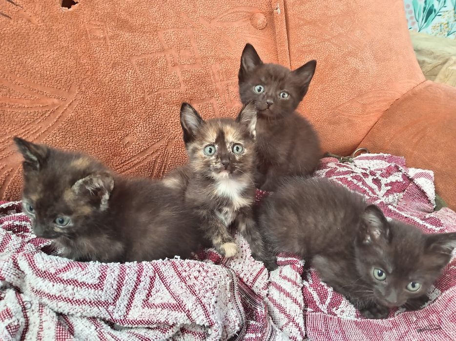 Отдам котят в самые добрые руки