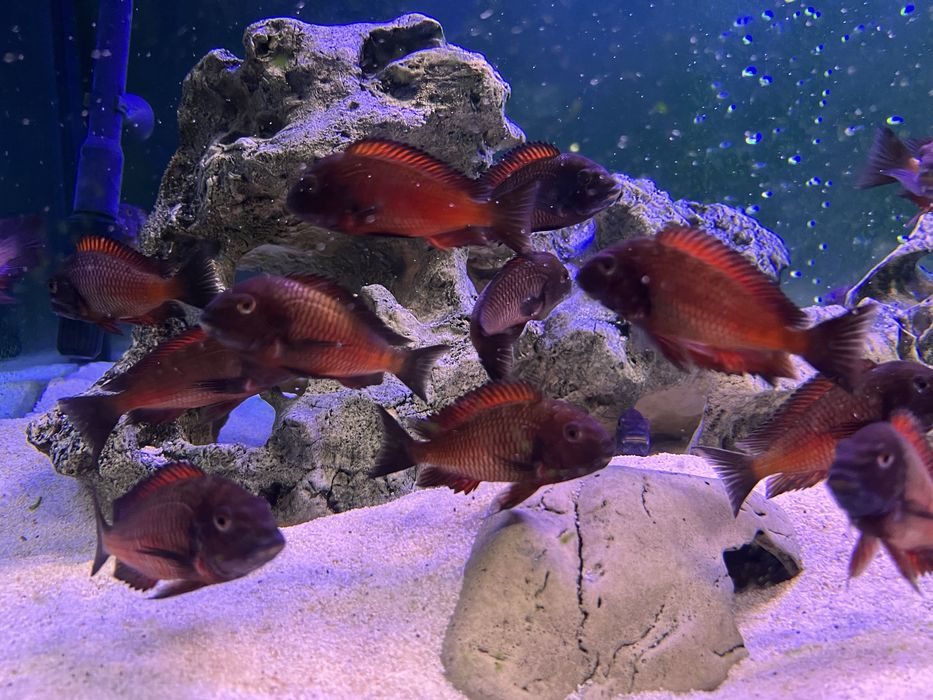 Ciclide Africane Tropheus Kalambwe Red