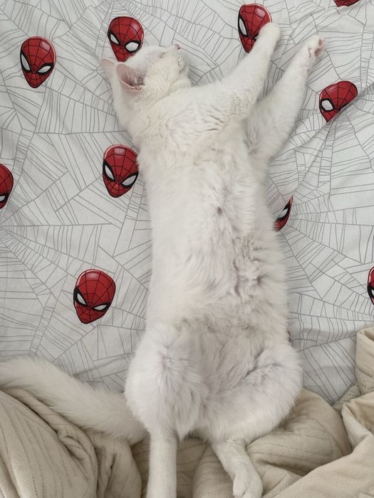 Отдам кота в хорошие руки