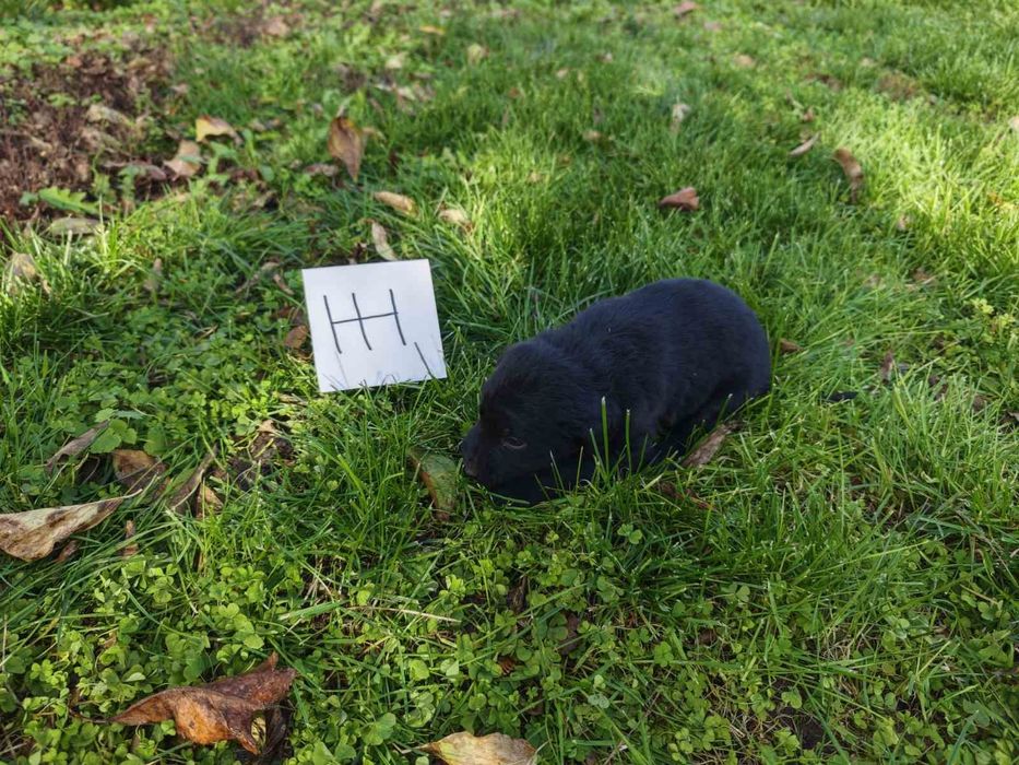 Подаряват се малки кученца