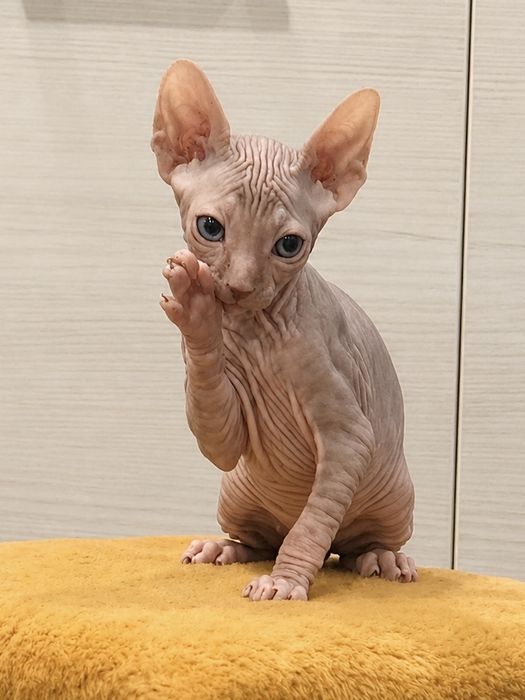 Котята канадского сфинкса
