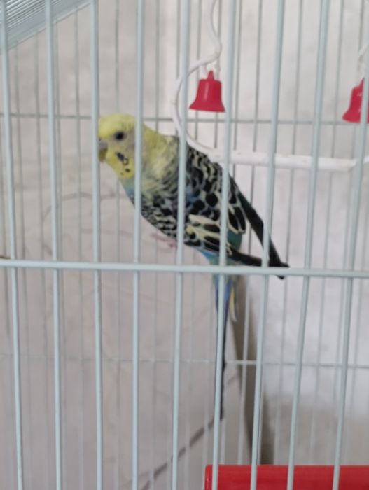 Попугай девочка продам