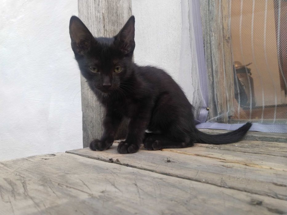Отдам котят бесплатно