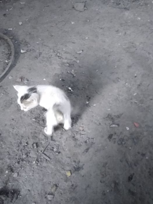 Mushuk bolari.        Koshki