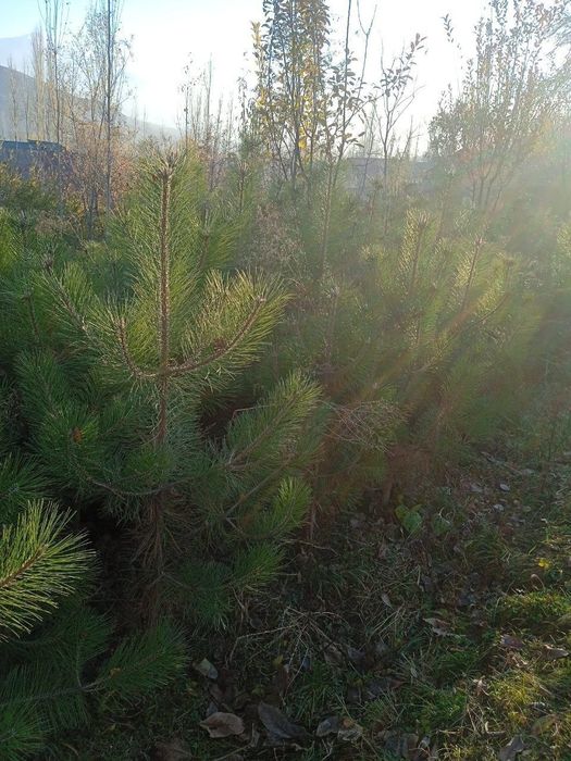 Продаются ёлки/Арчалар сотилади