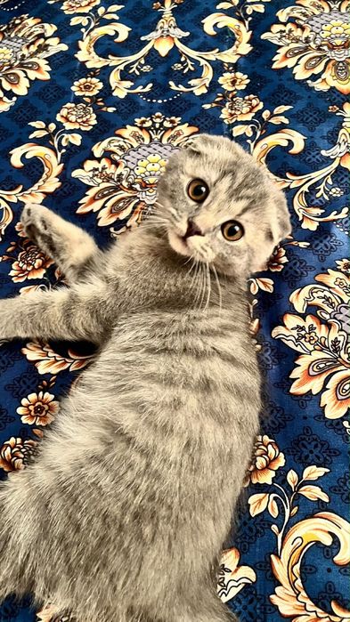 шотландский вислоухий (кот)