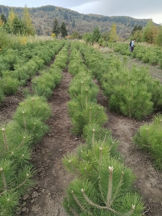 Продаются сосны крымские обычные