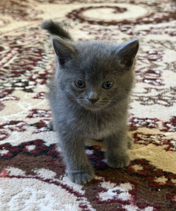 Шотланские кошки