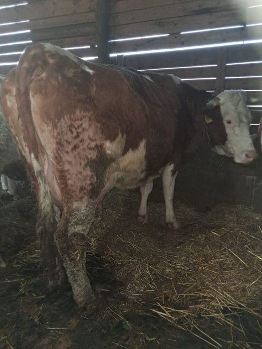 Vând 5 vaci  frumoase