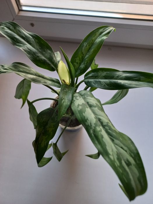 Продаётся  аглаонема