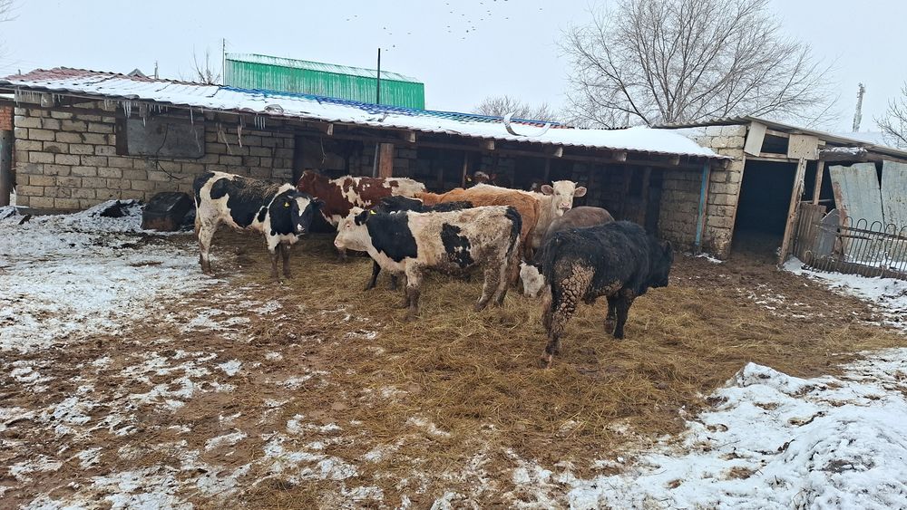 Кашарлар сутти сиырдын