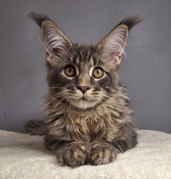 Самые кистявые куны в Казахстане !