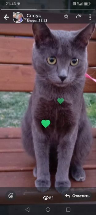 Котик в добрые руки 1 годик