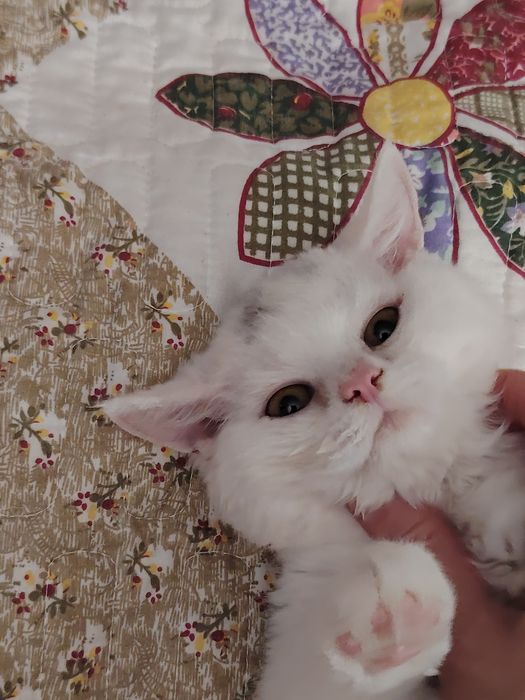 Кудрявые Селкирк Рекс котята