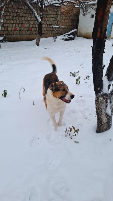 Собака алабай большой
