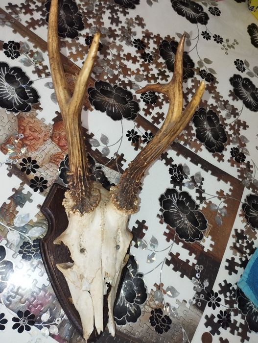 Различни Рога от срандаци