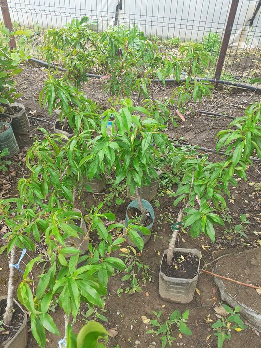 pomi fructiferi la balot intrati pe rod