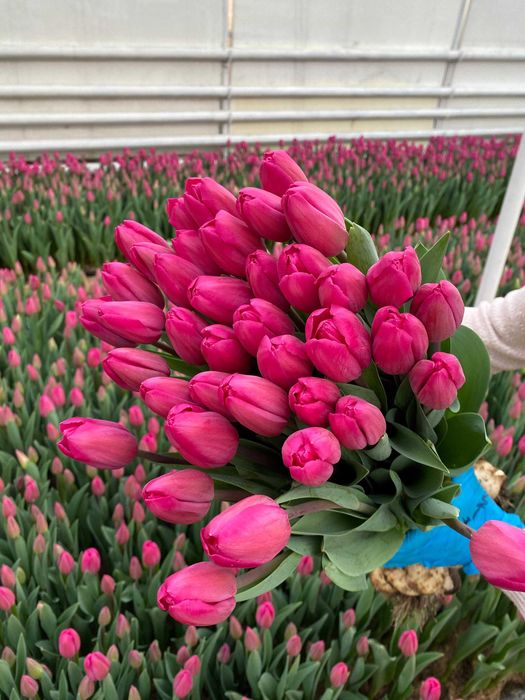 Тюльпаны оптом Кокшетау напрямую с теплицы