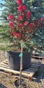 Pomi Ornamentali (Liliac Indian Rosu)