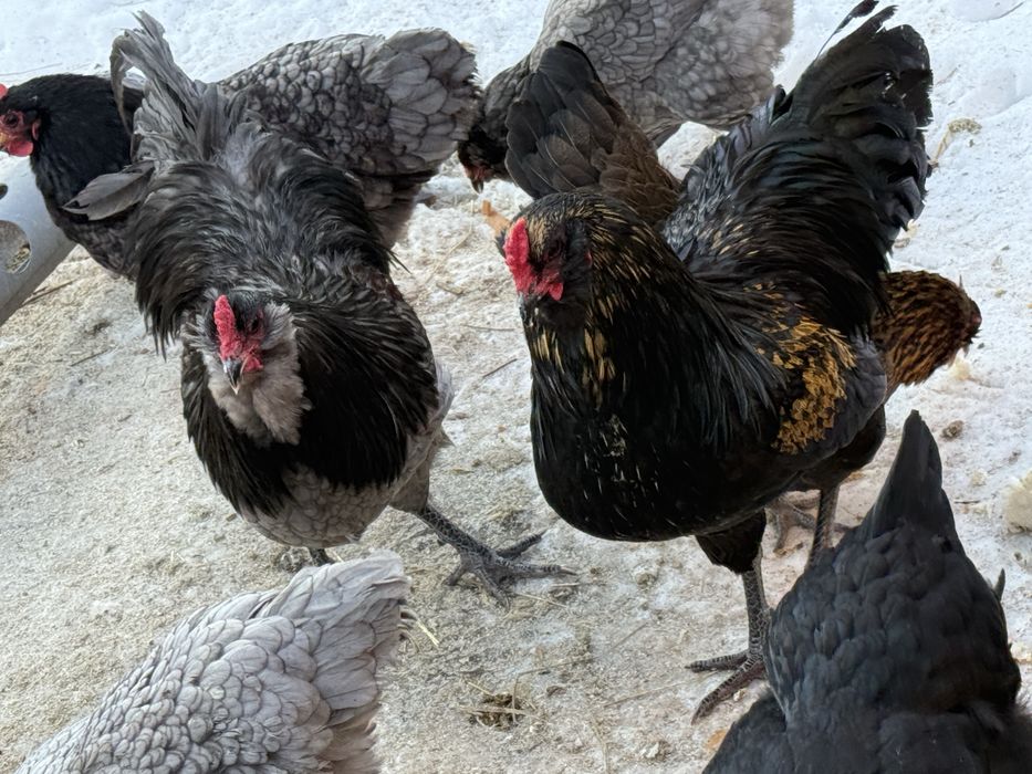 Vand oua incubat: Ameraucana si Olive