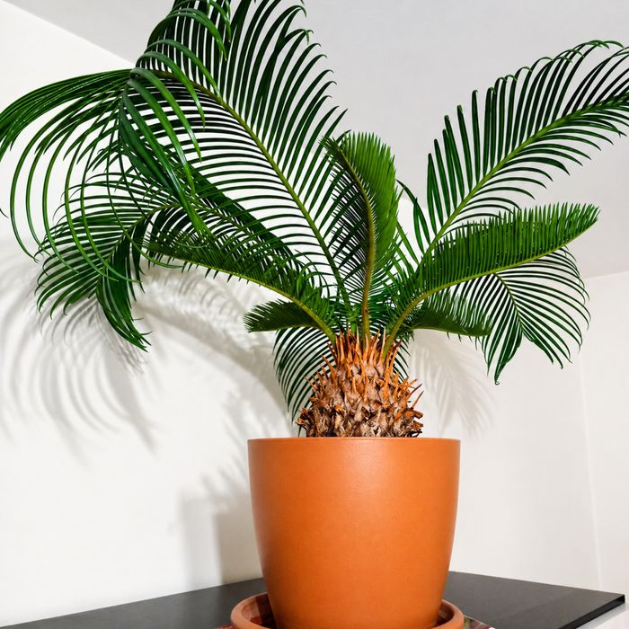Cycas revoluta над 15 години