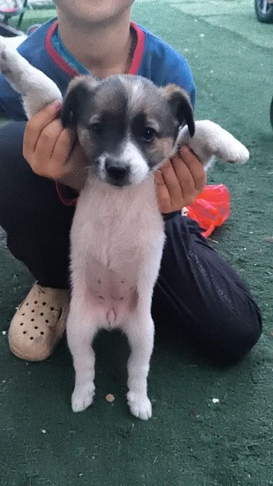 Отдам даром срочно