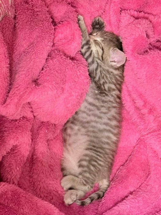 Отдам котенка! С характером!