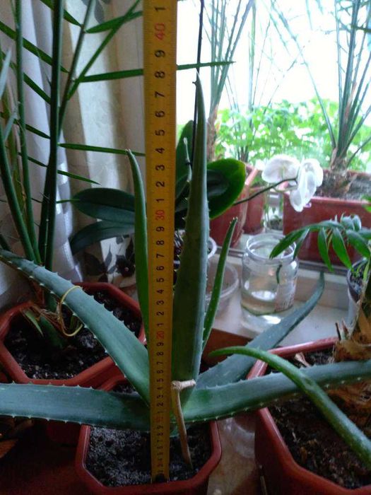 Дифенбахия - Дифенбахия