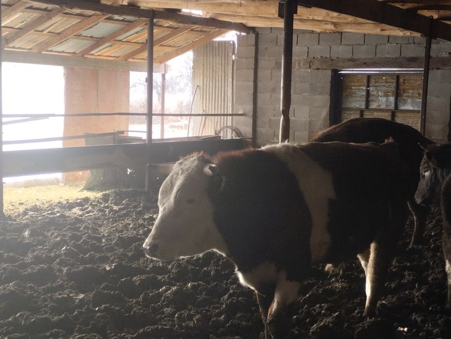 Продаю 9 быков оптом