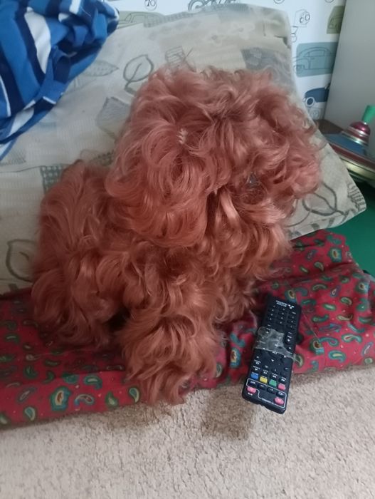 Собачка ретро винтаж