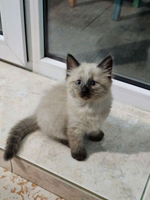 Ragdoll puiut frumos